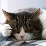 88娱乐平台的魅力:为何越来越多玩家选择这里 3l2fk2x8