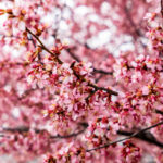 1378开奖现场最新结果与全程实况播报 degirf820