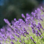 132232期开奖结果查询与最新开奖信息 ho0p0288